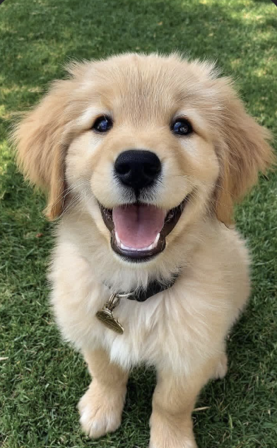 Glücklicher Golden Retriever Welpe